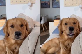 Video: Owner Asks Golden Retriever to Smile & Here's What He Does