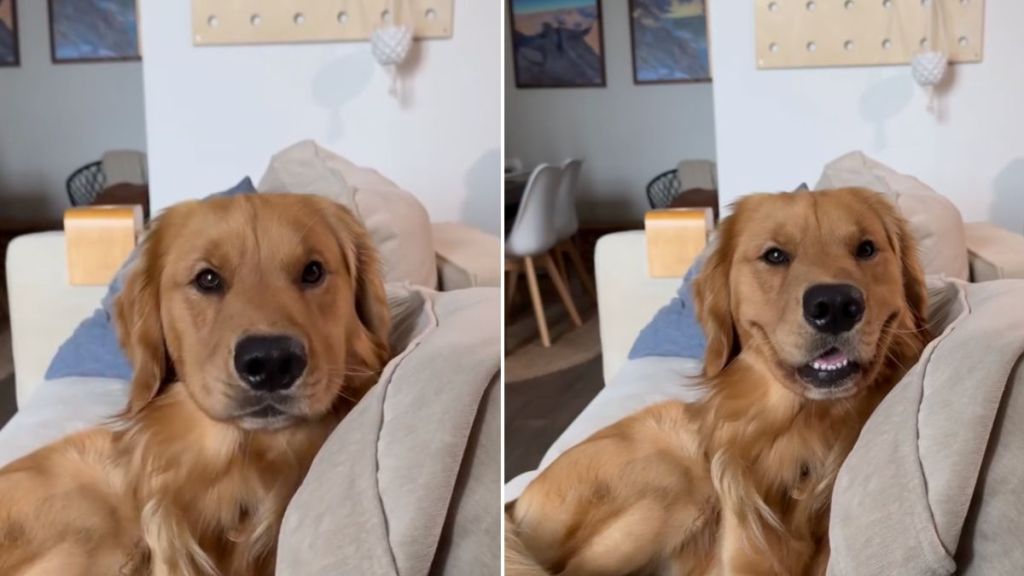 Video: Owner Asks Golden Retriever to Smile & Here's What He Does