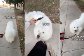 Video: Owner Sneaks Up Behind Samoyed to See His Reaction