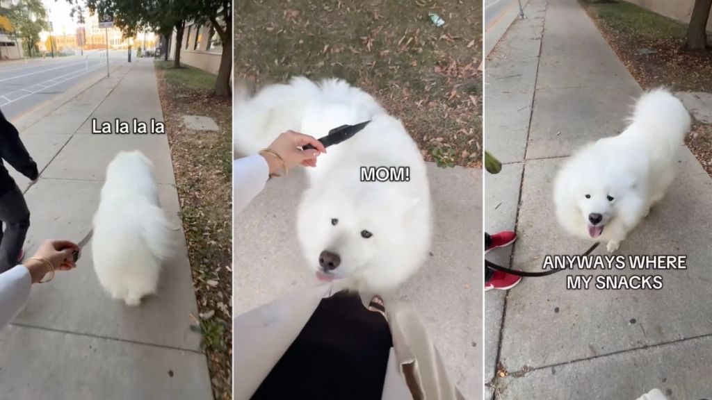 Video: Owner Sneaks Up Behind Samoyed to See His Reaction