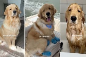 Owner Captures Golden Retriever's Moods Before & After Boat Ride in Viral Video