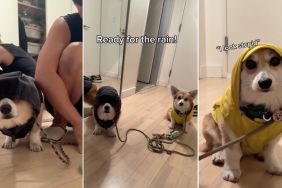 Video: Corgis Are Not Much Impressed by Their Rainy Day Fits