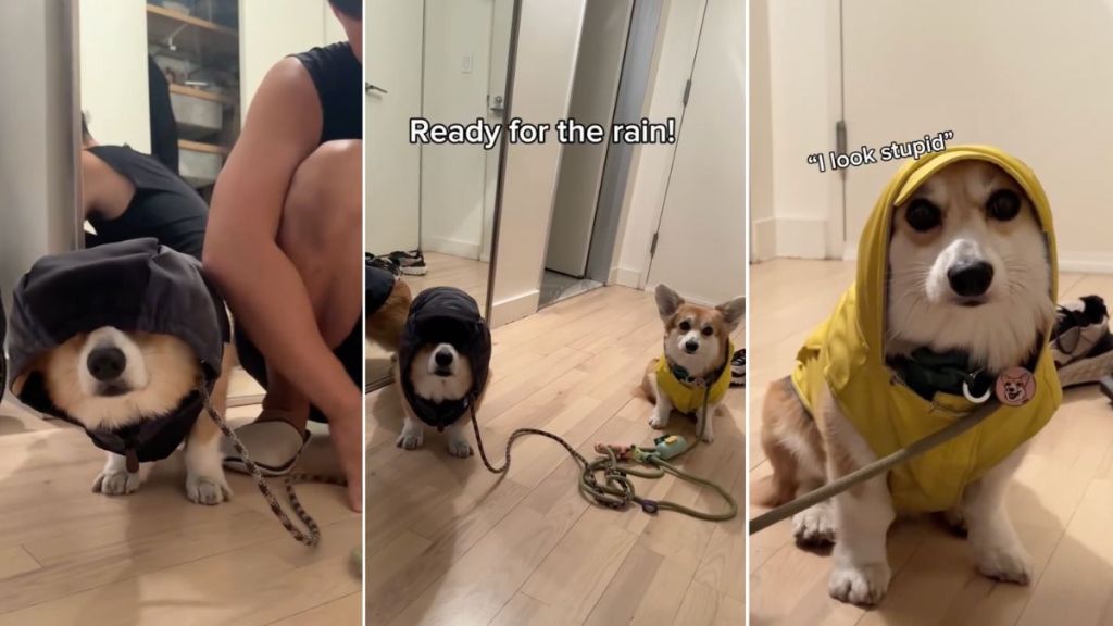 Video: Corgis Are Not Much Impressed by Their Rainy Day Fits