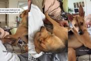 Video: Rescue Puppy Tattles to Owner After Cat Whacks Him