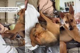 Video: Rescue Puppy Tattles to Owner After Cat Whacks Him