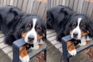 Video: Bernese Mountain Dog Is a 'Happy Boy Benching' & the Cutest Thing You'll See on the Internet Today