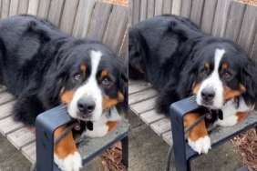 Video: Bernese Mountain Dog Is a 'Happy Boy Benching' & the Cutest Thing You'll See on the Internet Today