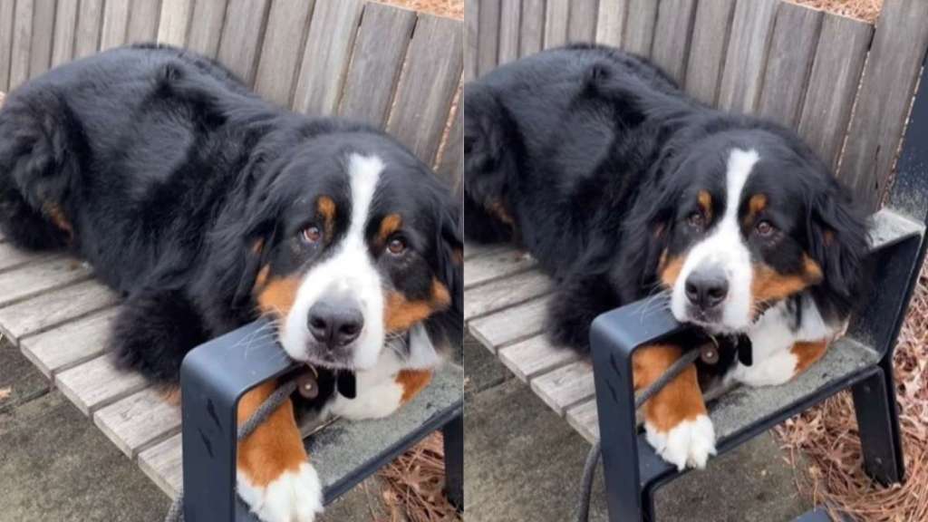 Video: Bernese Mountain Dog Is a 'Happy Boy Benching' & the Cutest Thing You'll See on the Internet Today