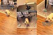 Video: French Bulldog ‘Sets Aside Toys’ Before Dad Gets Home From Work
