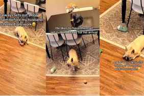 Video: French Bulldog ‘Sets Aside Toys’ Before Dad Gets Home From Work