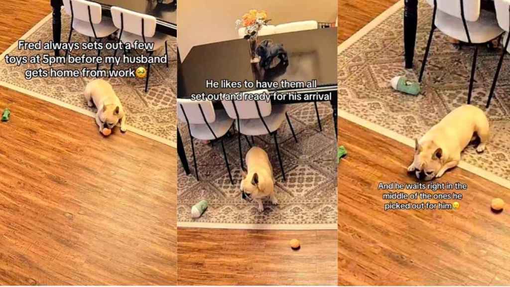 Video: French Bulldog ‘Sets Aside Toys’ Before Dad Gets Home From Work