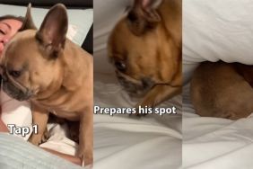 Video: Owner Shows What Bedtime With a ‘Spoiled’ Frenchie Looks Like