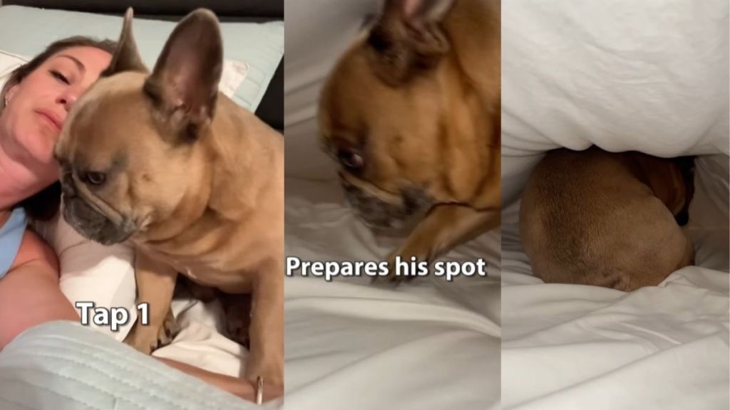 Video: Owner Shows What Bedtime With a ‘Spoiled’ Frenchie Looks Like