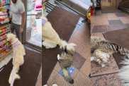 Video: Owner Shares ‘Unlikely Love Story’ Between Golden Retriever & Bodega Kitten