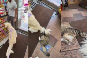 Video: Owner Shares ‘Unlikely Love Story’ Between Golden Retriever & Bodega Kitten