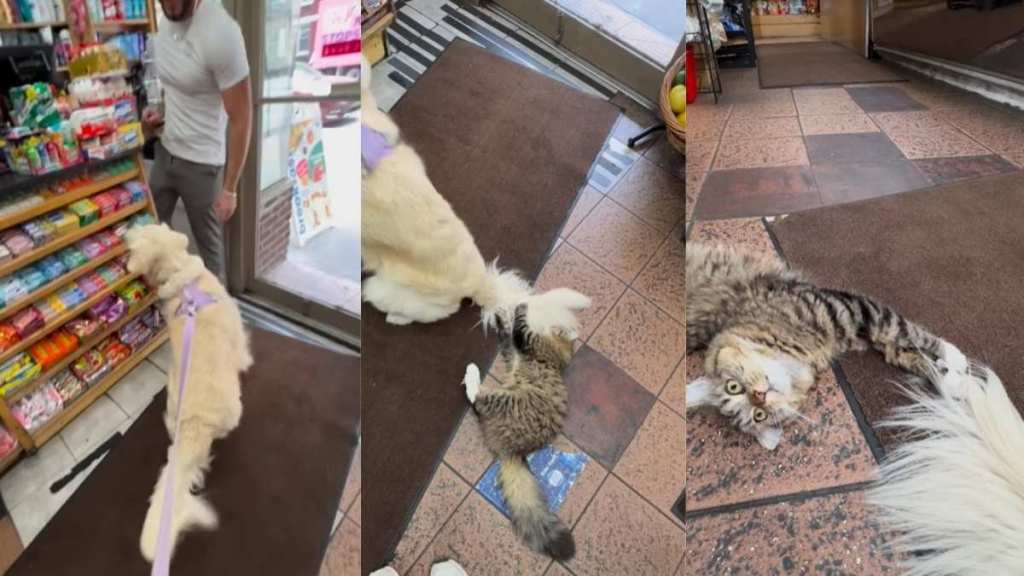 Video: Owner Shares ‘Unlikely Love Story’ Between Golden Retriever & Bodega Kitten