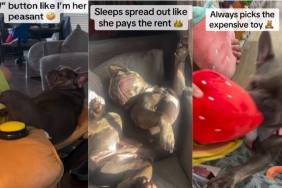 Owner Says Frenchie Is an ‘Absolute Diva’ & Has Four Ways To Prove It