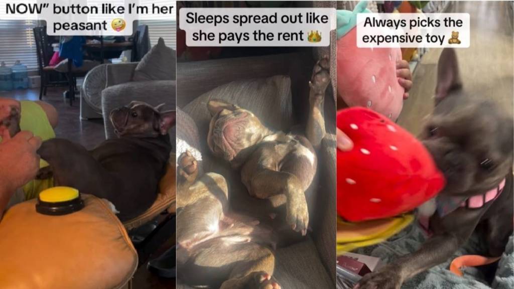 Owner Says Frenchie Is an ‘Absolute Diva’ & Has Four Ways To Prove It