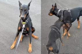 Video: Doberman Does This While Walking Past Girlfriend’s House & It’s ‘True Puppy Love'