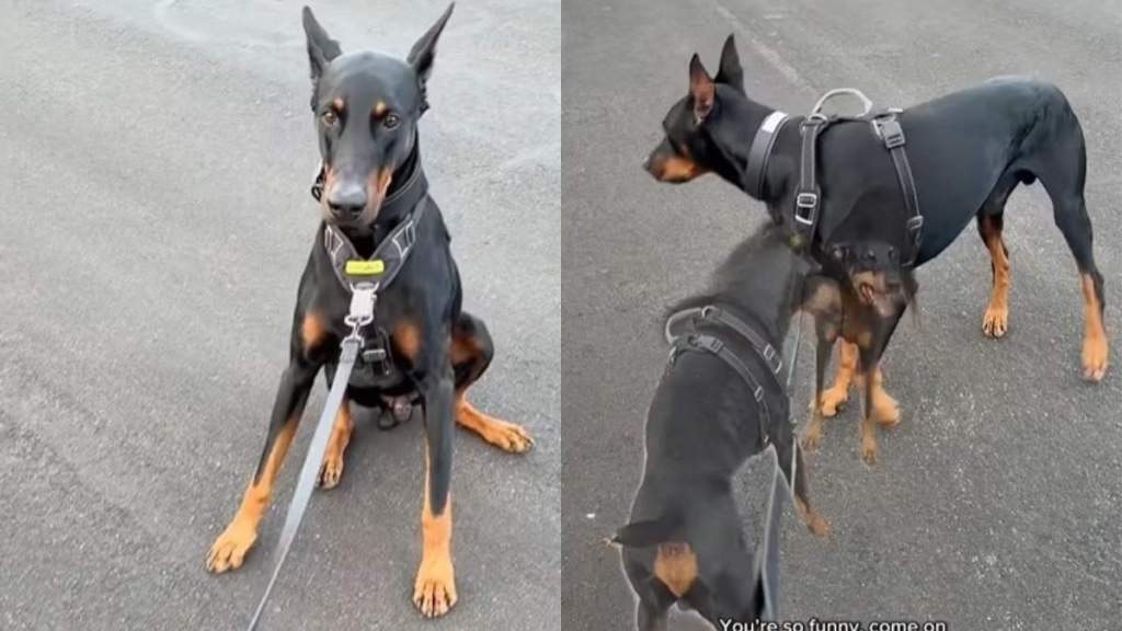 Video: Doberman Does This While Walking Past Girlfriend’s House & It’s ‘True Puppy Love'