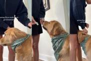 Video: Get Ready With This Golden Retriever for Breakfast Outing With Mom