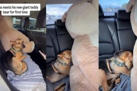 Video: Rescue Puppy Snuggles With a Large Teddy Bear Larger Than Him
