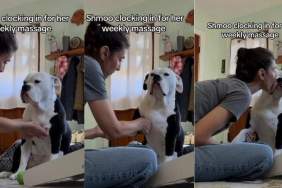 Video: Once ‘Surrendered’ Dog Now Gets Weekly Massages From Owner
