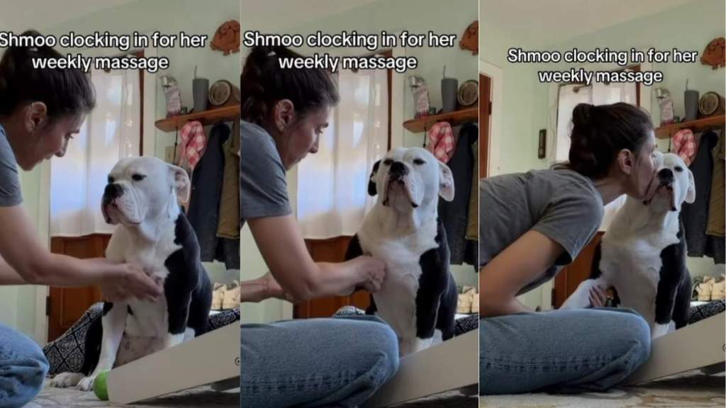 Video: Once ‘Surrendered’ Dog Now Gets Weekly Massages From Owner