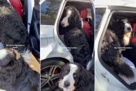 Video: Bernese Mountain Dogs Struggle To Get Into the Car