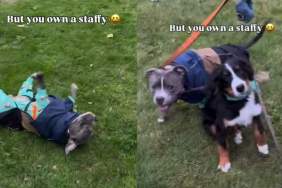 Video: Owner Proves a Walk With Staffy Is Not as Relaxing as One Would Hope For