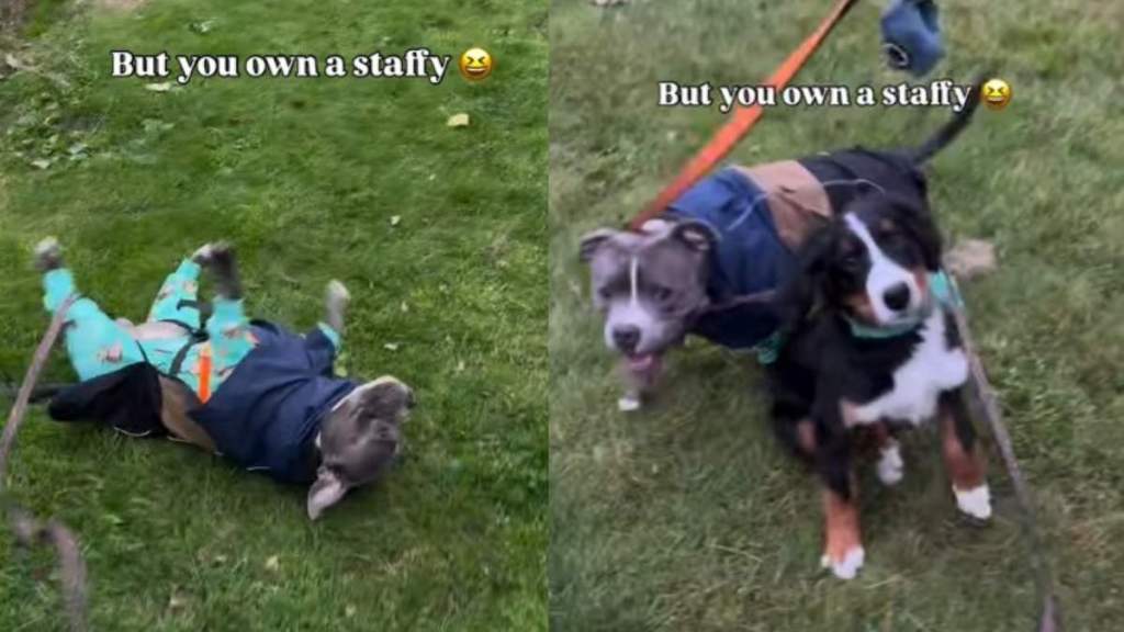 Video: Owner Proves a Walk With Staffy Is Not as Relaxing as One Would Hope For