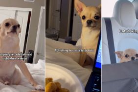 Video: Chihuahua Has Many Reasons To Be Upset & It’s Only Mid-Week