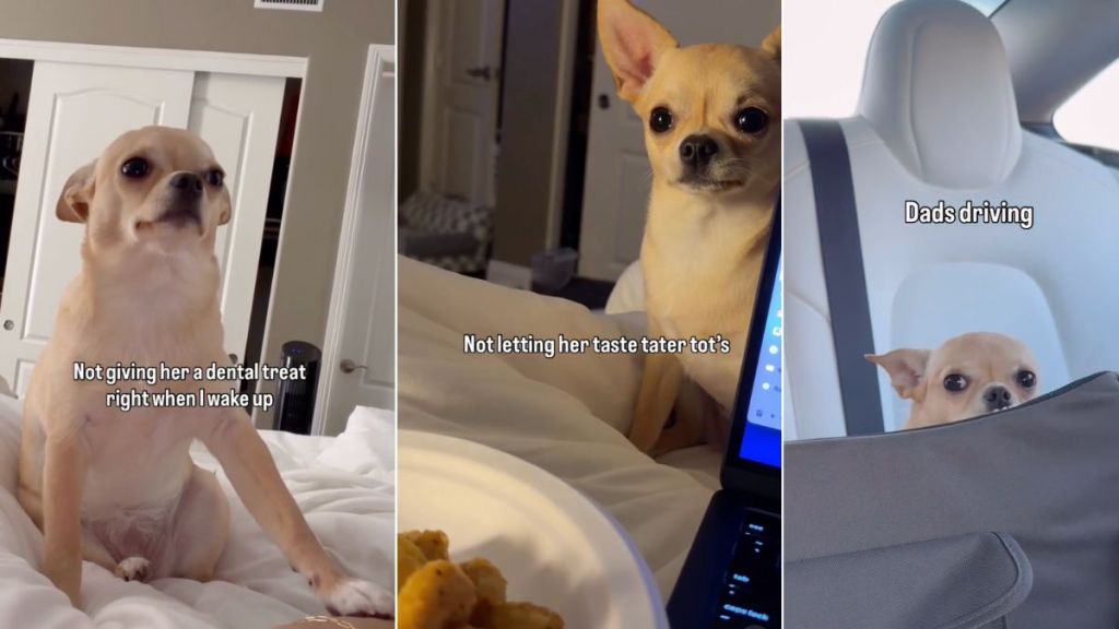 Video: Chihuahua Has Many Reasons To Be Upset & It’s Only Mid-Week