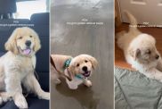 Video: Owner Shows Having Golden Retriever Puppy Is Pure Bliss