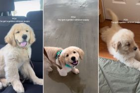 Video: Owner Shows Having Golden Retriever Puppy Is Pure Bliss