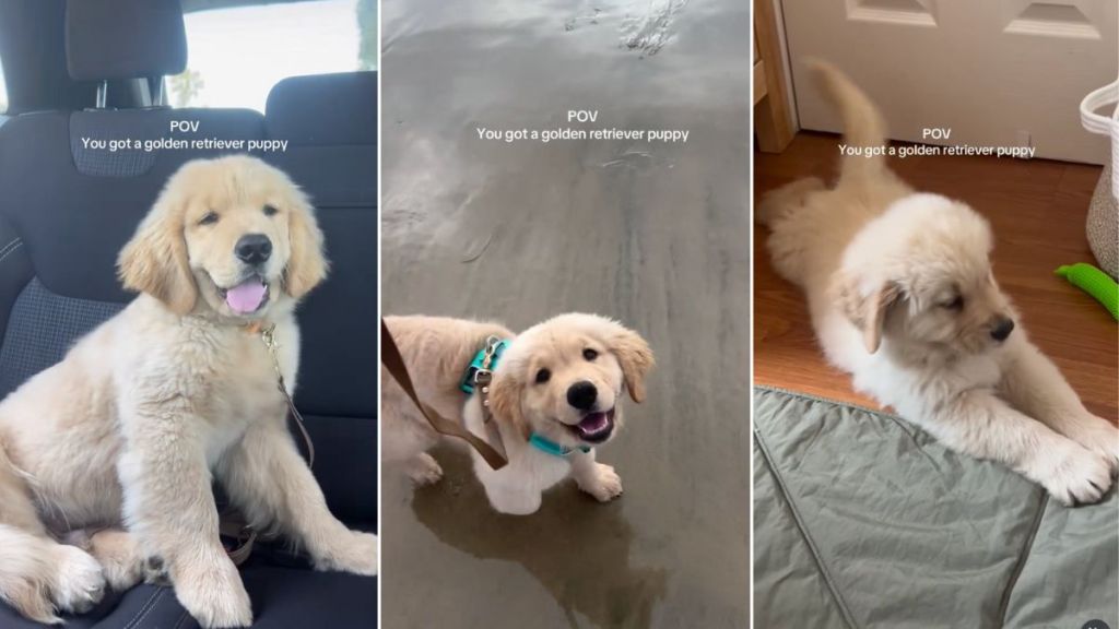 Video: Owner Shows Having Golden Retriever Puppy Is Pure Bliss