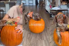Video: Dachsund Joins Owner in Carving a Pumpkin To Mark Halloween