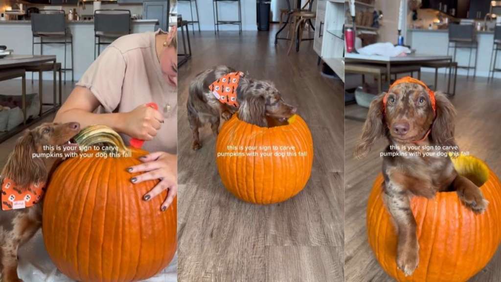 Video: Dachsund Joins Owner in Carving a Pumpkin To Mark Halloween