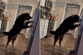 Video: Bernese Mountain Dog Knows How to Operate the Fridge for Ice Cubes