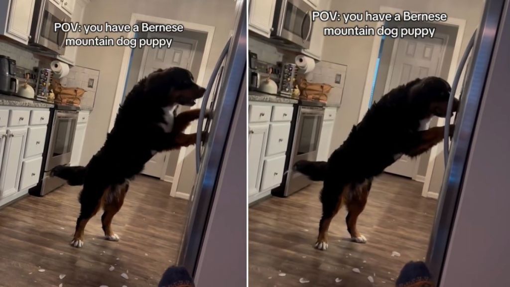 Video: Bernese Mountain Dog Knows How to Operate the Fridge for Ice Cubes