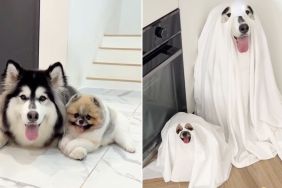 Video: Husky & Pomeranian Show off Their Halloween Costumes