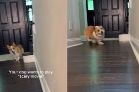 Video: Corgi Playing ‘Scary Movie’ Amazes Owner