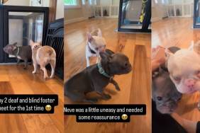 Video of Two Deaf & Blind Foster Dogs Meeting Each Other for First Time Is ‘Pretty Magical'