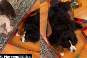 Video: Bernese Mountain Is a 'Cooperative Victim' in Little Girl's Playroom Crime Scene