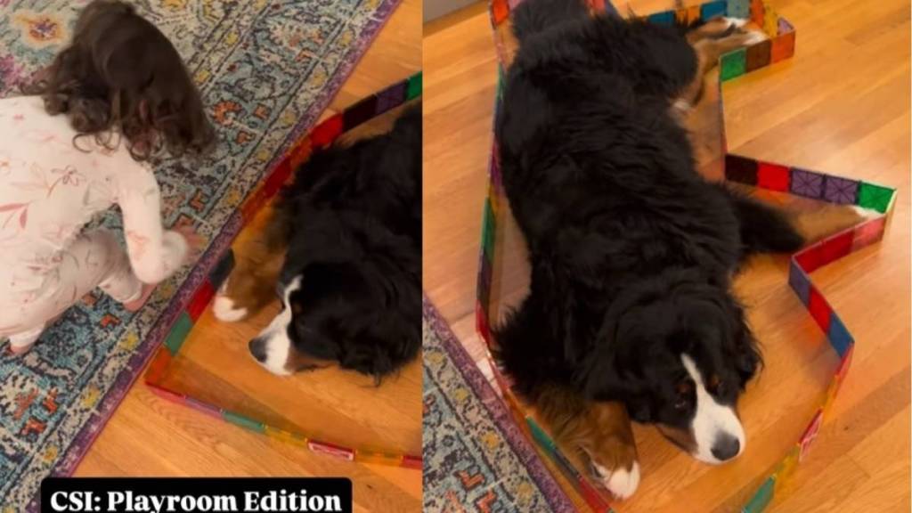Video: Bernese Mountain Is a 'Cooperative Victim' in Little Girl's Playroom Crime Scene