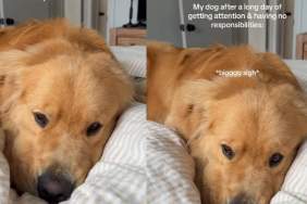Video: Owner Shows What Golden Retriever Looks Like After a Day With ‘No Responsibilities'