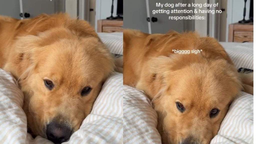 Video: Owner Shows What Golden Retriever Looks Like After a Day With ‘No Responsibilities'