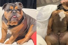 Video: Bulldog's Snoring Remix Set to Popular Audio Matches His Sleeping Positions