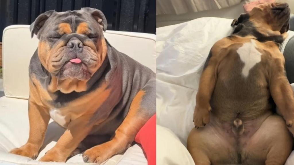 Video: Bulldog's Snoring Remix Set to Popular Audio Matches His Sleeping Positions