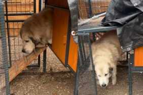 Hilarious Video Captures Moment Owner Finds Great Pyrenees Inside Chicken Coop, Likely Sneaking Eggs